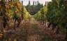 Vineyards in France