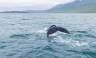 Whale watching from Akureyri