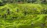 Bali Rice Terraces, Tegallalang