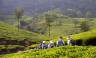 Kerala tea plantations