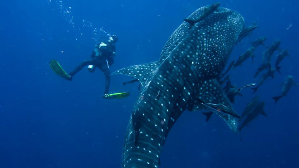 belize-whaleshark-stock.jpg