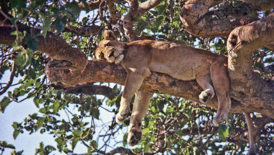 Tree Climbing Lion