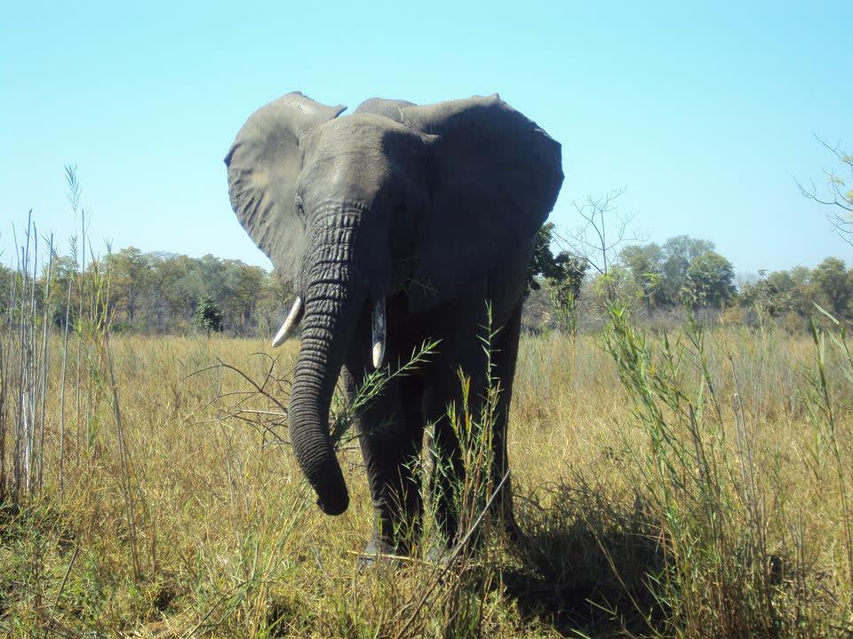 Elephants Abound on a Southern Summer Safari