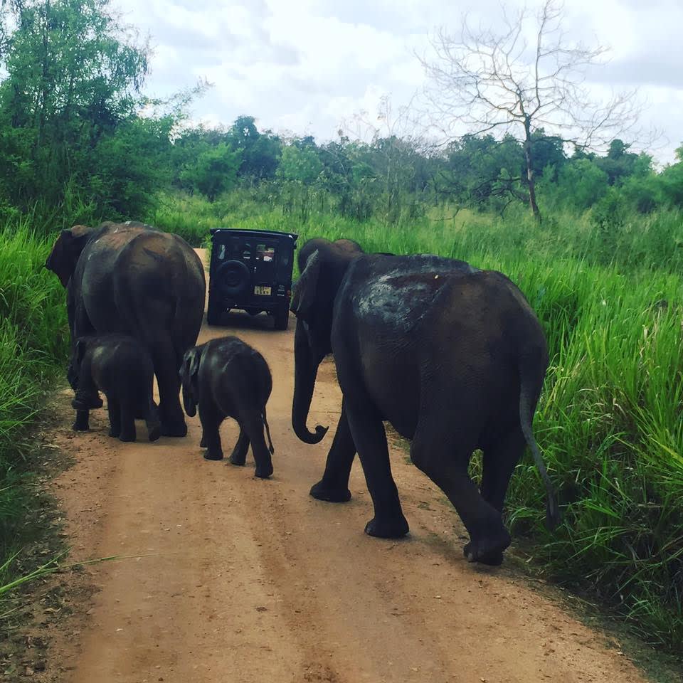 elephant family