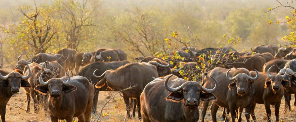 South Africa: Walking & Wildlife