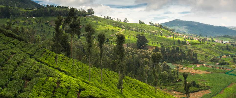 Cycle Kerala & Tropical India