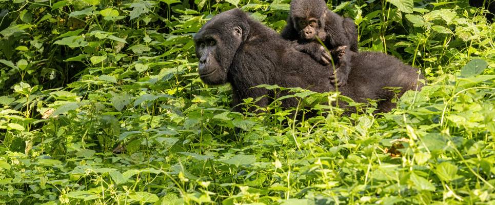 Chimps & Gorillas of Uganda