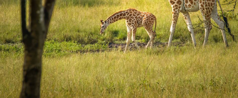 Chimps & Gorillas of Uganda