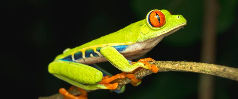 Monteverde Wildlife Refuge night walk