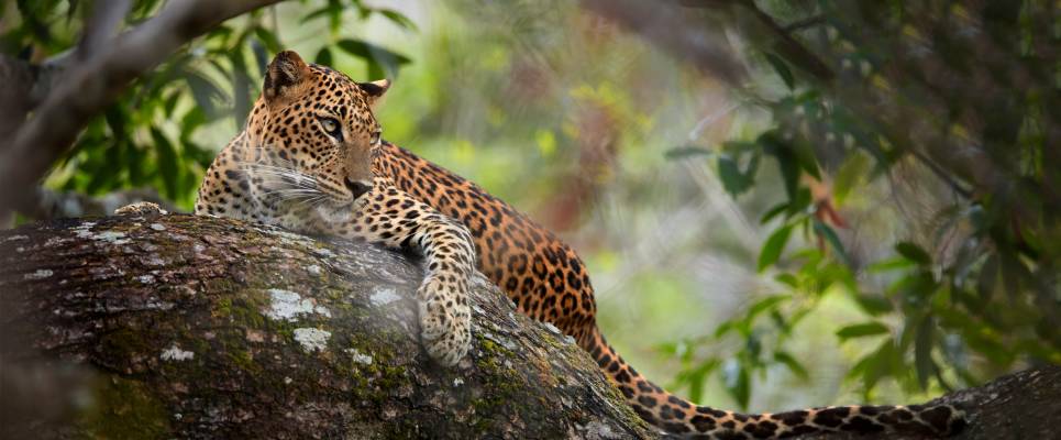 Sri Lanka In Style