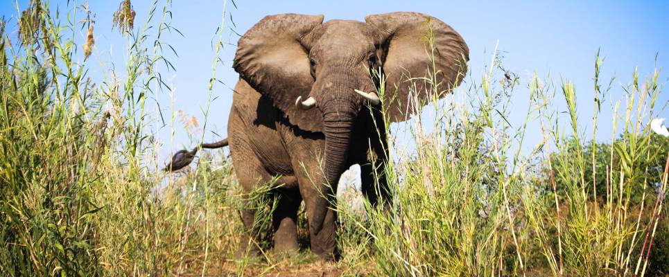 Zambezi Canoe Safari
