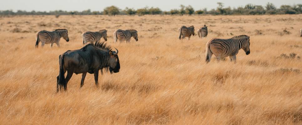 Cycle Namibia