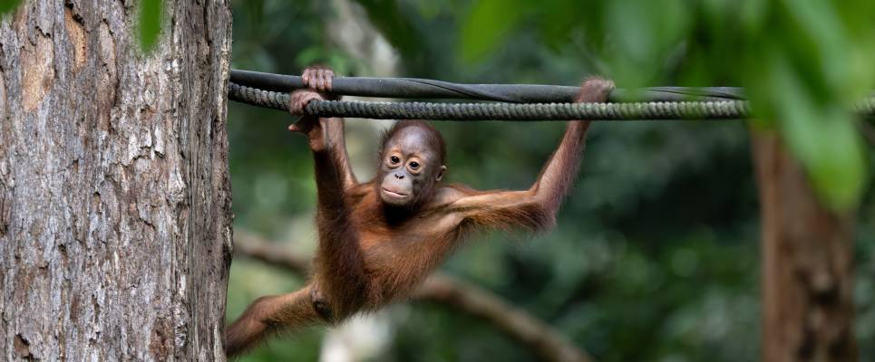 Borneo & the Malaysian Peninsula