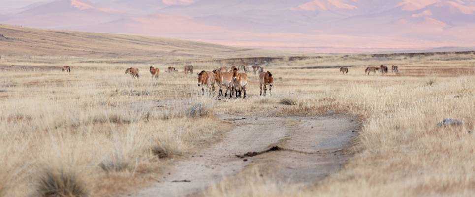 Przewalski's horse at khustain nuruu national park mongolia