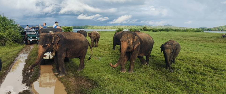 Sri Lankan Highlights