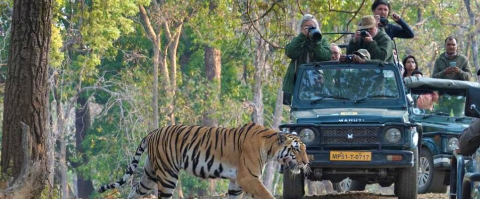 India Tiger Safari