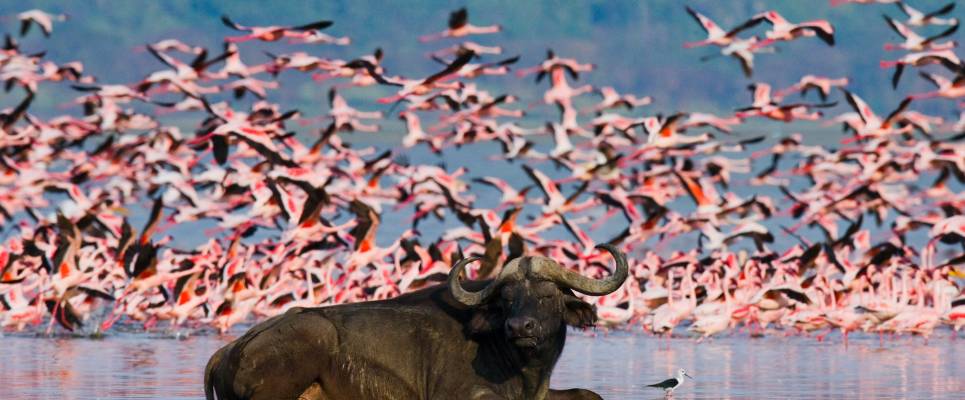 Kenya & Tanzania Adventure