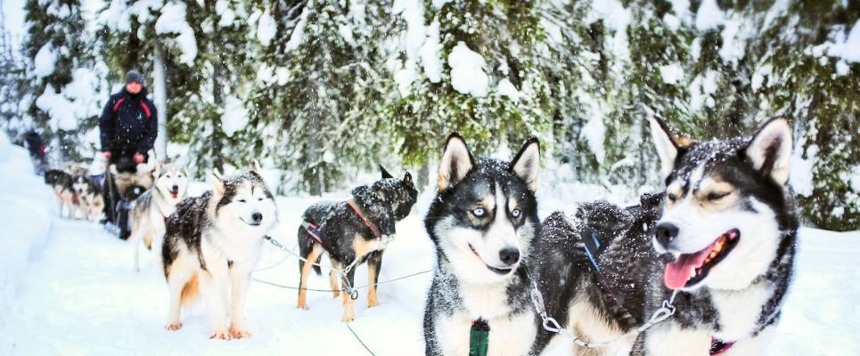 Finland Family Winter Adventure