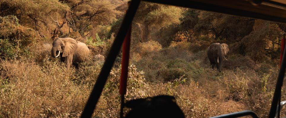 Safari Add-on Tour after Rongai Route