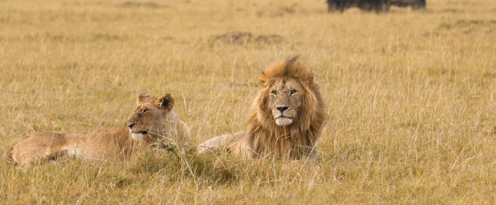 African lion couple