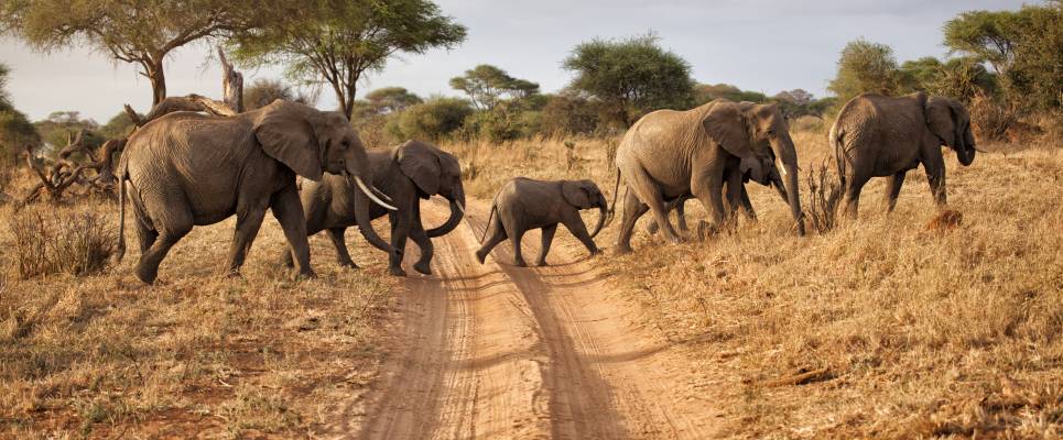 Safari Add-on Tour – after Lemosho Route