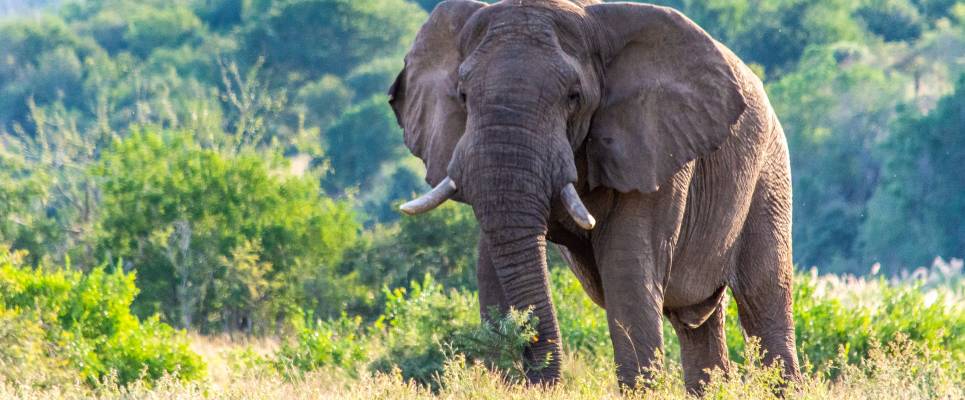 Southern Africa Safari: Kruger & Coast