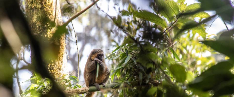Madagascar Wildlife Adventure