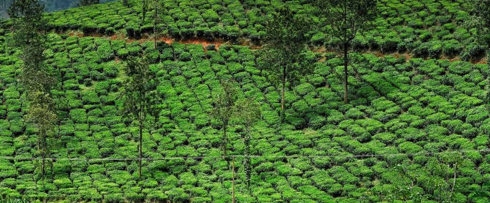 Discover South India – Premium Adventure