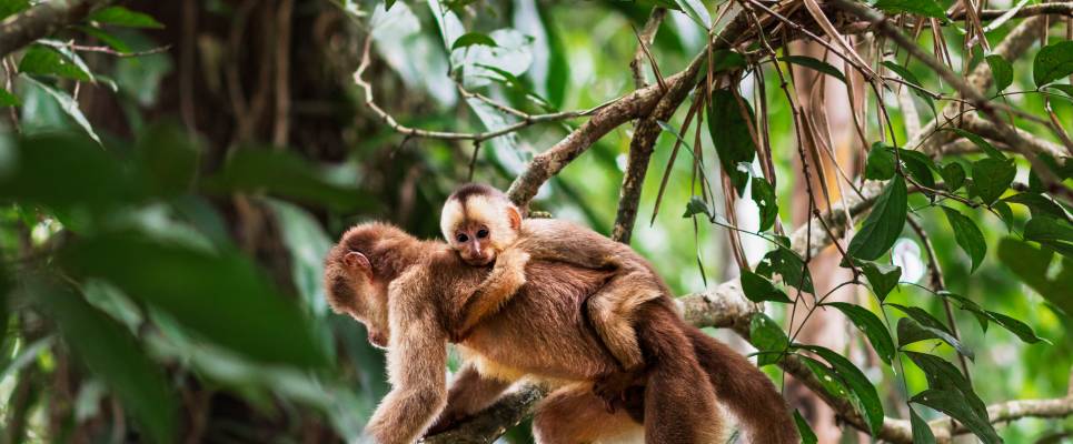 Premium Amazon Rainforest Add-on Tour (from Cuzco)