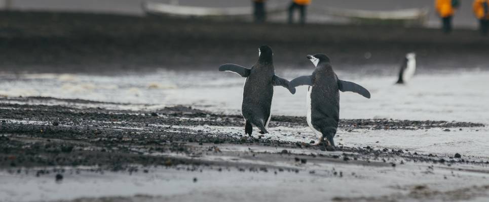 Antarctic Express: Cruise South, Fly North