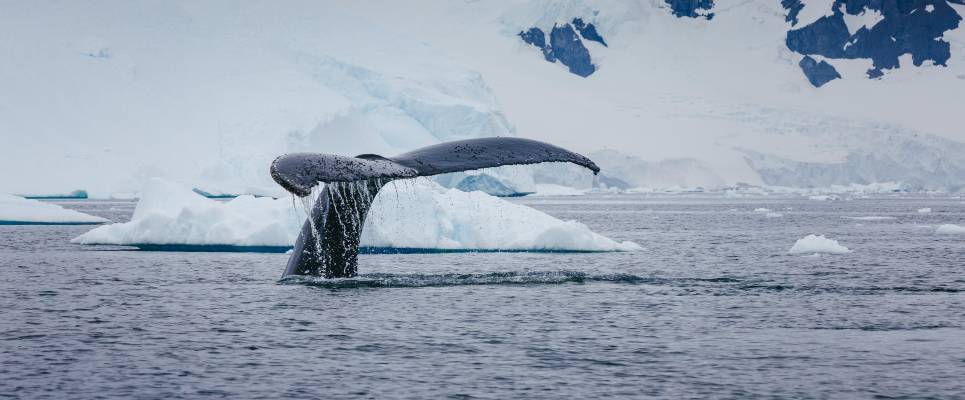 Antarctic Express: Fly South, Cruise North