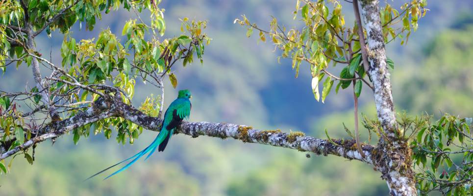 quetzal,Costa Rica