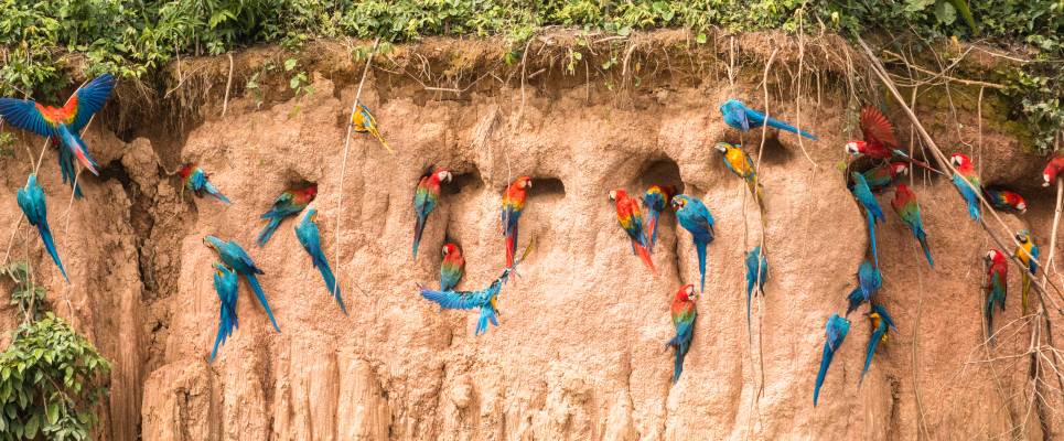 Premium Amazon Rainforest Add-on Tour (from Cuzco)