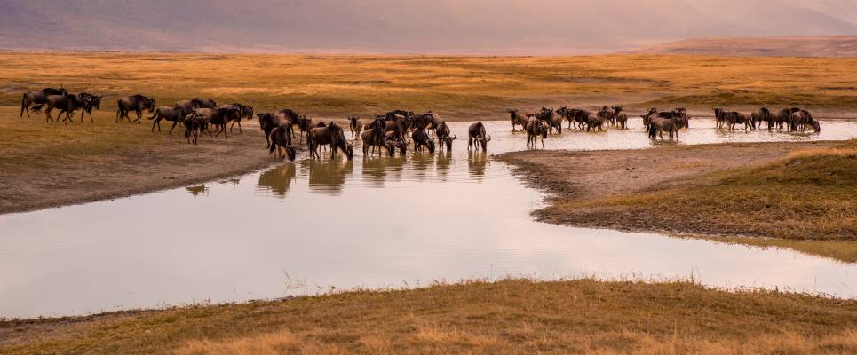 Tanzania Safari Adventure