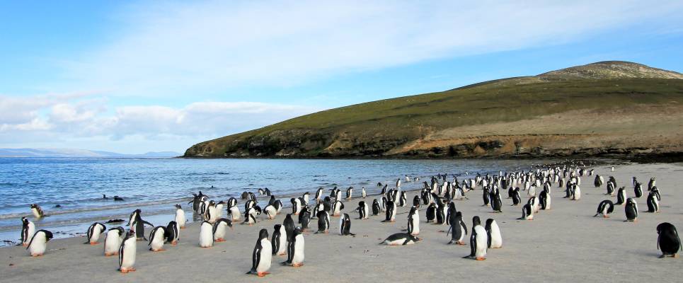 Penguins of the Far South: Falklands, South Georgia & Antarctica