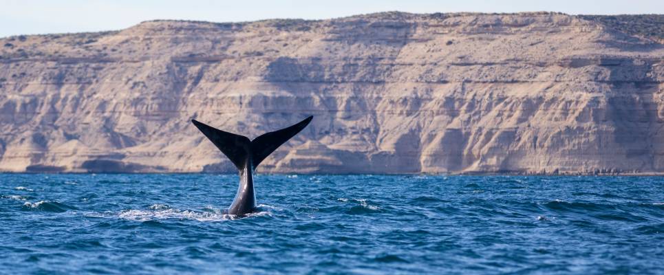 Valdés Peninsula Add-on Tour