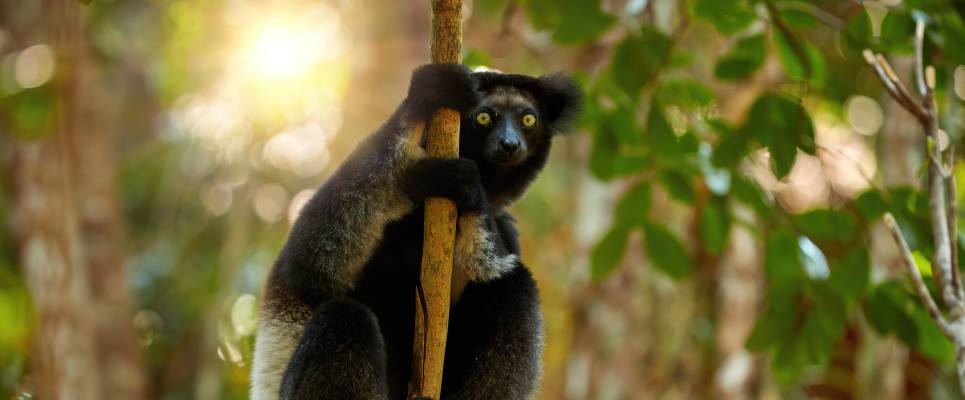 Wild Madagascar