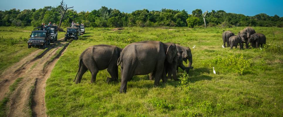 Minneriya national park in Sri Lanka