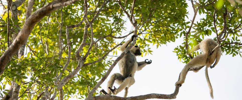 Madagascar Wildlife Adventure