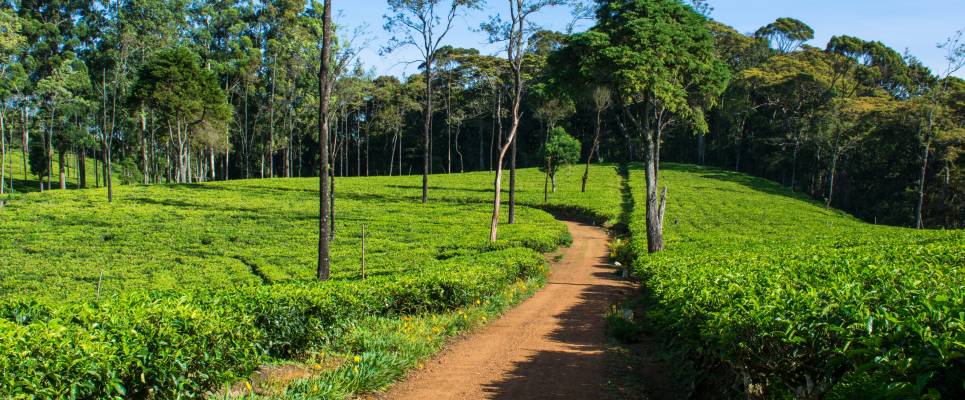 Hike Sri Lanka’s Pekoe Trail