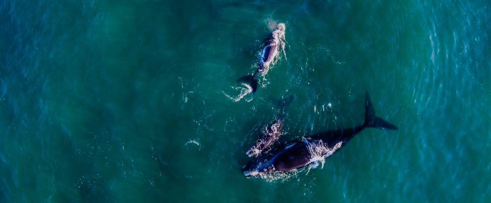 Cape Town & the Garden Route