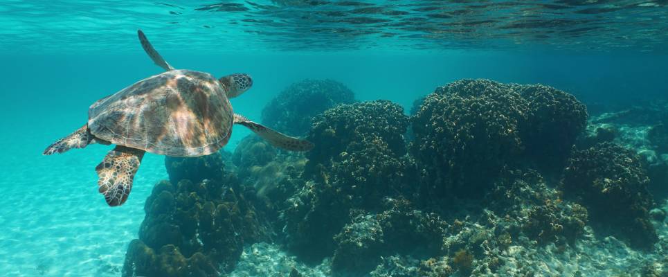 Costa Rica,Marine life