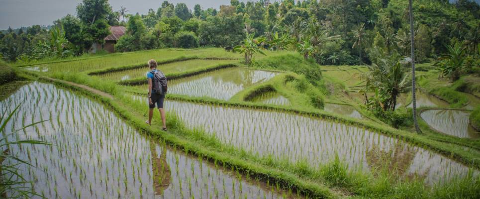 Tegalalang Rice Terraces