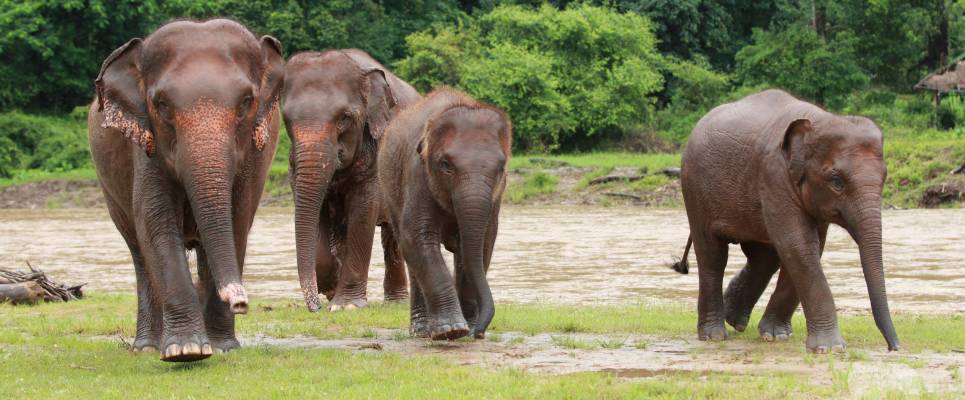 LTH_Signature Thailand Elephants