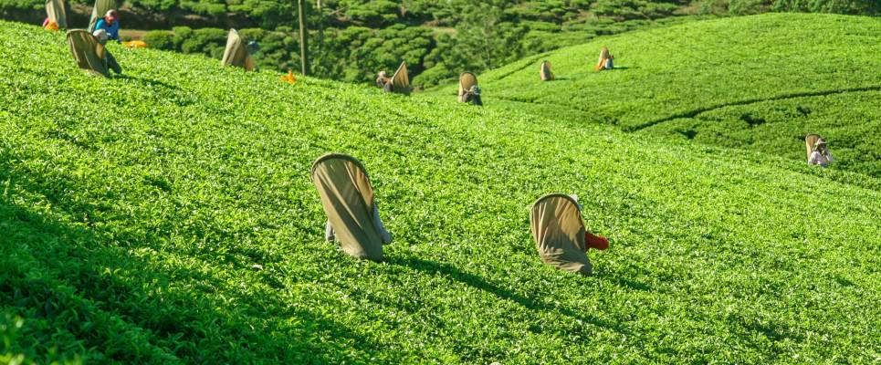 Nuwara Eliya