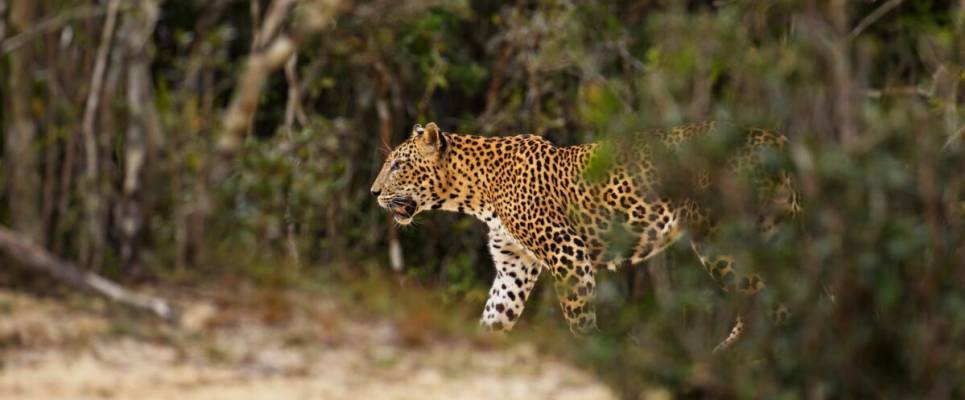 Cycle the Back Roads of Sri Lanka