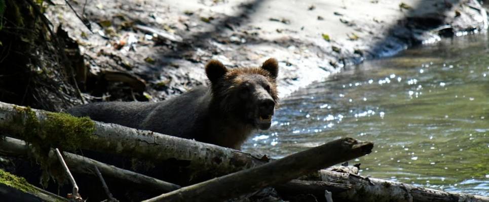Whales & Bears of British Columbia