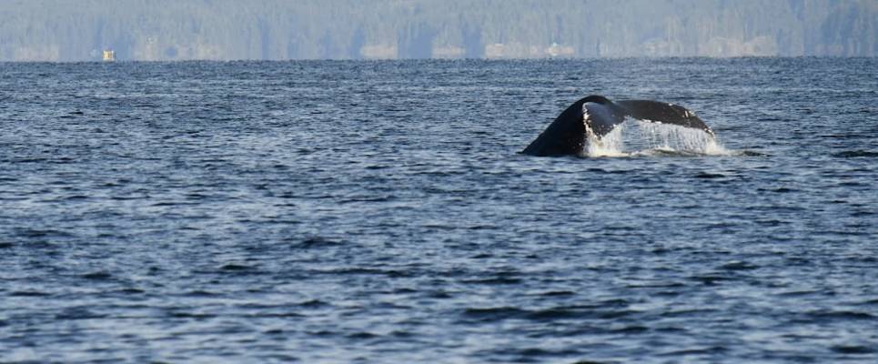 Whales & Bears of British Columbia