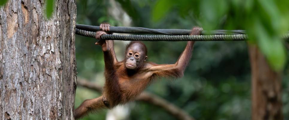 Borneo & the Malaysian Peninsula