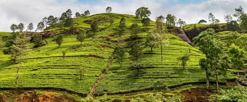 Cycle the Back Roads of Sri Lanka